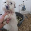 Milou 30 cm (Pflegestelle)