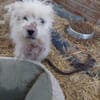 Milou 30 cm (Pflegestelle)