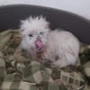 Milou 30 cm (Pflegestelle)