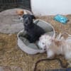 Milou 30 cm (Pflegestelle)