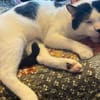 Hamlet sucht ein kuscheliges Körbchen