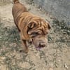 Nikita