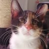 Aneth [Chaton]