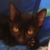 Sauge [Chaton]