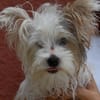 Jack (en cours d'adoption)