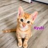 Kyubi