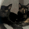 JASMIN ET MARGUERITE