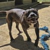 Roxie