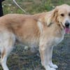 Jazz - kinderlieber Familienhund