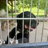 Mokka sucht ein neues Zuhause