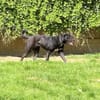 Mokka sucht ein neues Zuhause
