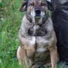 Bella - liebe, verschmuste Traumhündin