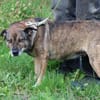 Bella - liebe, verschmuste Traumhündin