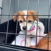 Romy war total unterernährt und wird jetzt gepäppelt