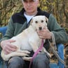 Camaro - freundlicher Familienhund