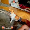 Dudley, der Küsschen-Kavalier