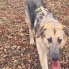 Zuhause gesucht für Cornel