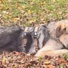 Zuhause gesucht für Cornel