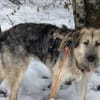 Zuhause gesucht für Cornel
