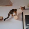 Belinda sucht Zuhause zum Ankommen
