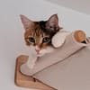 Belinda sucht Zuhause zum Ankommen