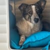 Laika sucht ihre Menschen