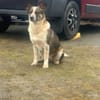Laika sucht ihre Menschen