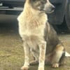 Laika sucht ihre Menschen