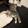 Kittenpaar Livia & Liv