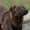 MOJI - treue Seele sucht sein zu Hause