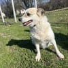 ❤🐾 CORA, 7 Jahre, 35/38cm