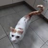 Kater Roko sucht endlich Forever Home