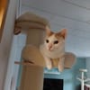Kater Roko sucht endlich Forever Home