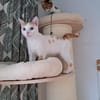 Kater Roko sucht endlich Forever Home