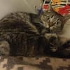Kater Emil