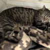 Kater Emil