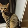 Katze Bella mit Handicap