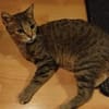 Katze Bella mit Handicap