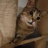 Katze Bella mit Handicap