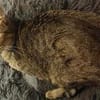 Katze Bella mit Handicap