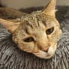 Katze Bella mit Handicap
