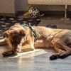 Elsie sucht ihr Für-Immer-Zuhause