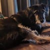 Sanfter RUDI sucht seine Menschen