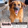Fröhlicher SPEEDY sucht seine Menschen