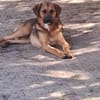 Fröhlicher SPEEDY sucht seine Menschen