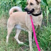 Fanta, geb. 05/2017, 48317 Drensteinfurt