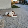 Verliebst du dich in die tapfere Aurora?
