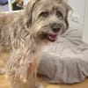 Momo - Traumzuhause gesucht