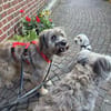 Momo - Traumzuhause gesucht