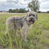Momo - Traumzuhause gesucht